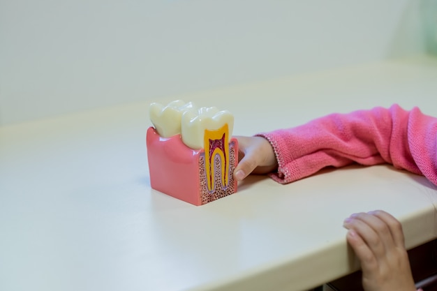 girl in dental clinic with artificial jaw in hands. 