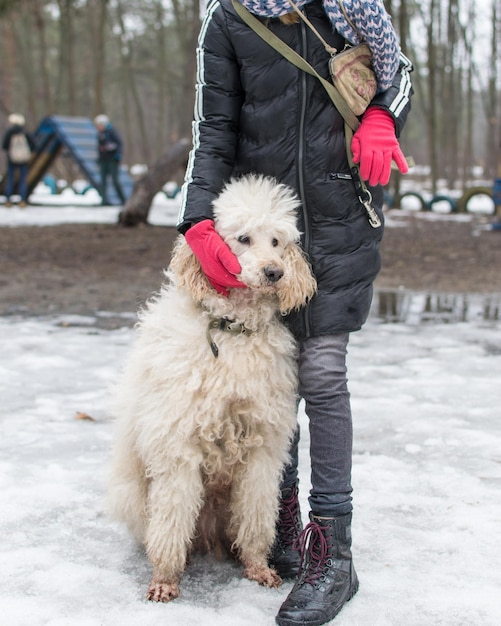 冬の女の子と犬のロイヤルプードル