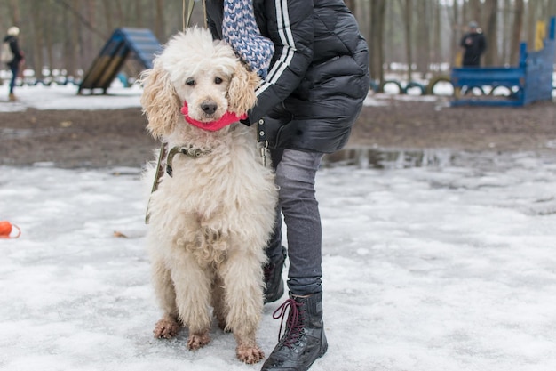 冬の女の子と犬のロイヤルプードル