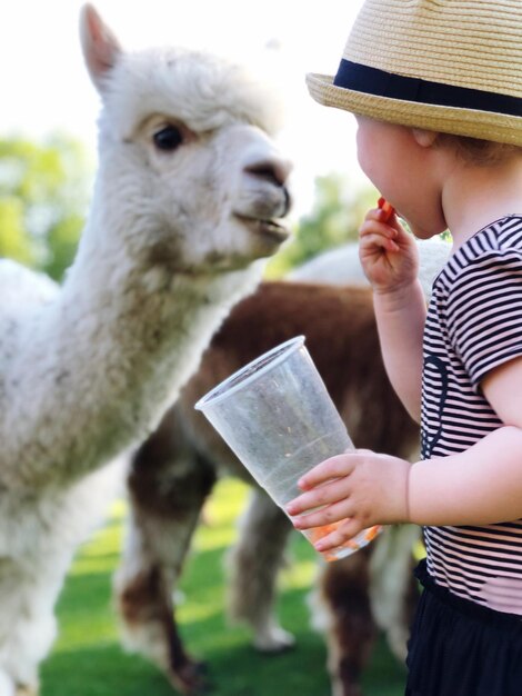 Girl eating food while standing with llama on field