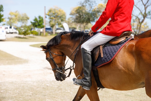 The girl the equestrian skips on a horse