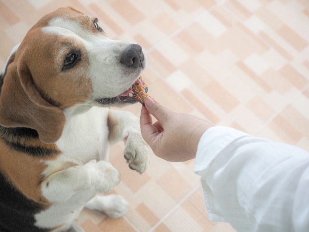 girl feeding cute beagle dog from her hand , love and care concept