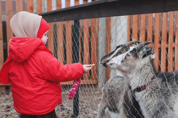 農場でヤギに餌をやる女の子アグリツーリズムのコンセプト動物園で動物をかわいがる美しい赤ちゃん