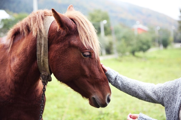 牧草地で馬に餌をやる女の子