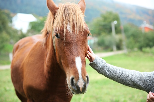 牧草地で馬に餌をやる女の子