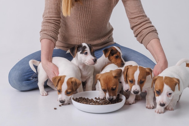 Girl feeding puppies jack russell terrier animal care