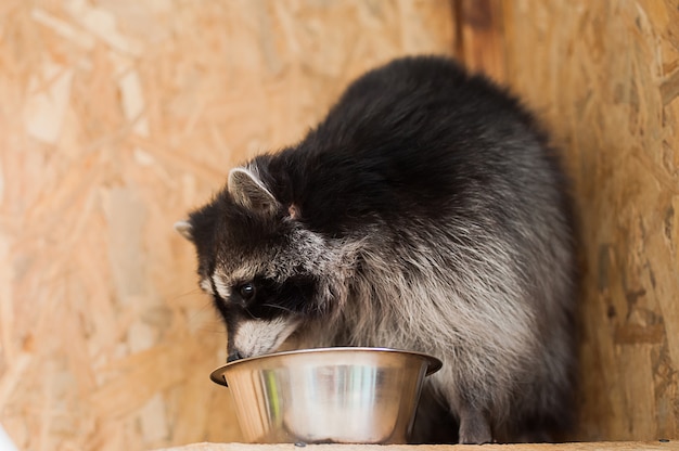 Girl feeding a raccoon in a zoo.