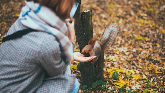 Girl feeding squirrel in the autumn park