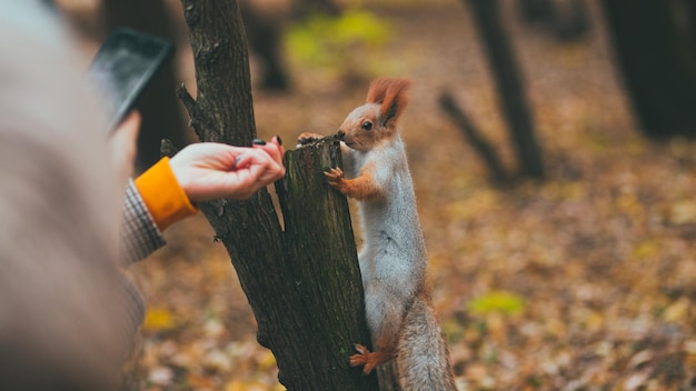 Girl feeding squirrel in the autumn park