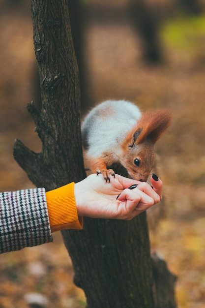 가을 공원에서 다람쥐에게 먹이를 주는 소녀