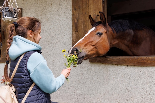 La ragazza nutre un mazzo di fiori al cavallo che ha bloccato la testa fuori dalla finestra in stallo nella stalla