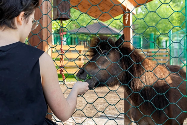 Photo a girl feeds grass to a wild horse in a zoo enclosure