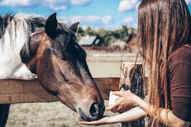 A girl feeds a horse from her hands