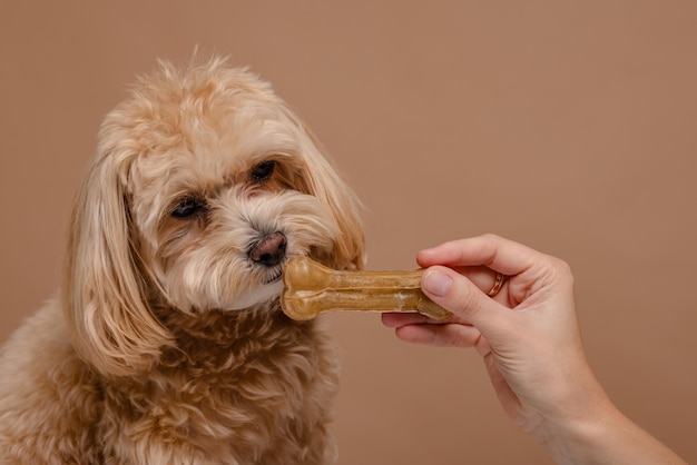 A girl feeds a Maltipoo puppy a bone dog care happy dogs concept