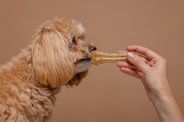 A girl feeds a Maltipoo puppy a bone dog care happy dogs concept