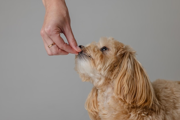 Девочка кормит щенка Maltipoo сухим кормом, заботясь о собаке.