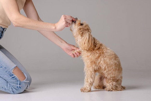 Девушка кормит щенка Maltipoo сухой пищей, заботясь о собаке. Концепция счастливых собак
