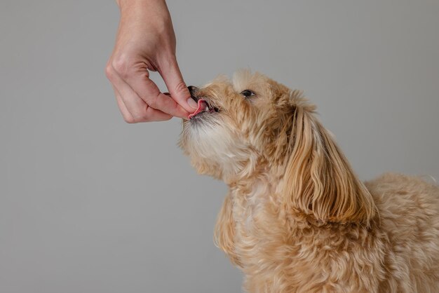 Foto una ragazza nutre un cucciolo di maltipoo con cibo secco prendendosi cura di un cane concetto di cani felici