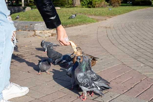 A girl feeds pigeons from her hands