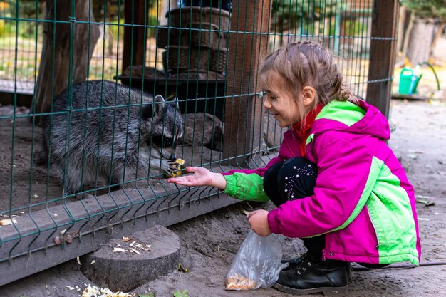 A girl feeds raccoons in a zoo a child feeds a raccoon in a cage in a city zoo