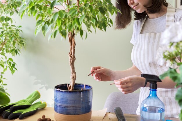 Girl fertilizes plant ficus benjamina tree in pot with mineral fertilizer in sticks at home. Cultivation and caring for indoor potted plants. Hobbies and leisure, home gardening, houseplant