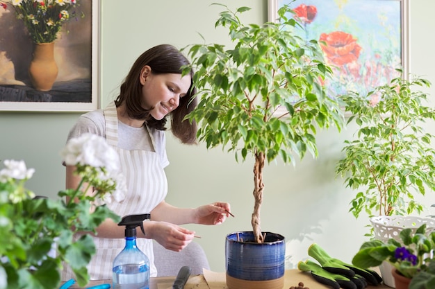 소녀는 집에 있는 막대기에 광물질 비료를 넣은 냄비에 식물 ficus benjamina 나무를 비옥하게 합니다. 실내 화분에 심는 식물의 재배 및 관리. 취미와 여가, 집 가드닝, 관엽식물