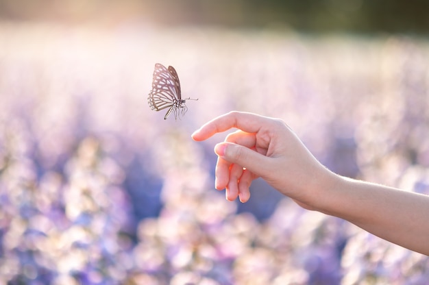 The girl frees the butterfly from the jar, golden blue moment Concept of freedom