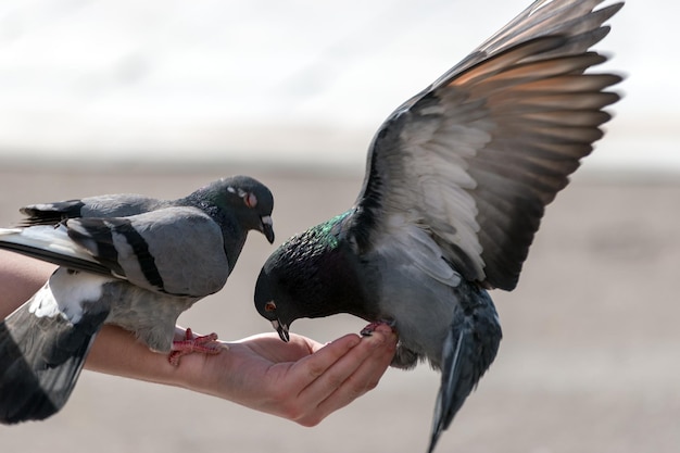 女の子は通りの鳩に食べ物を与える