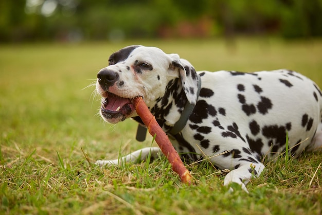 girl gives bone to dalmatian dog dog food