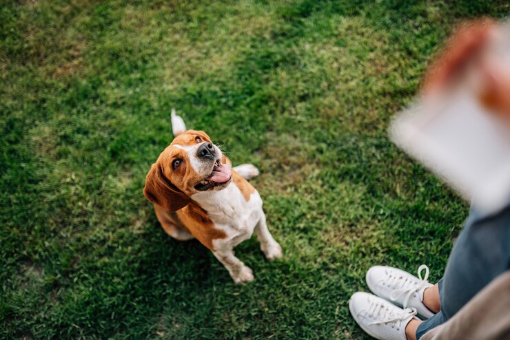 Photo girl giving a treat to happy dog.