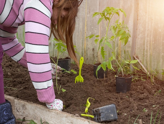 Girl in greenhouse planting tomato sprouts farming concept