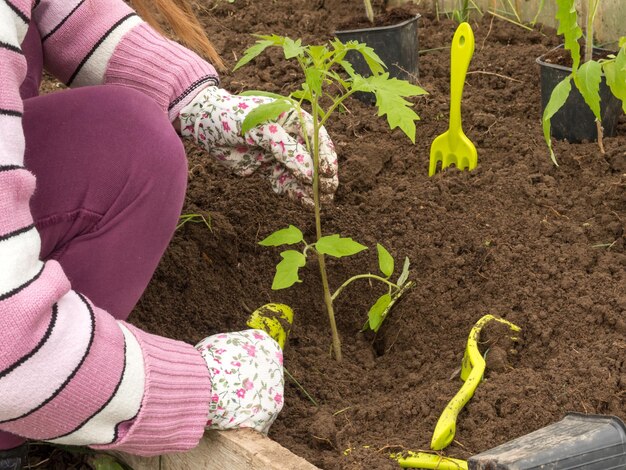 Girl in greenhouse planting tomato sprouts farming concept