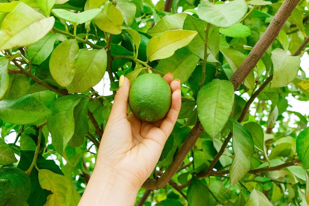 Photo girl hand holding green young lemon in lemon tree