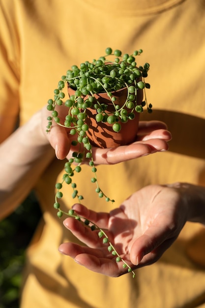 Girl hand holding small terracotta pot with senecio rowleyanus commonly known as a string of pearls