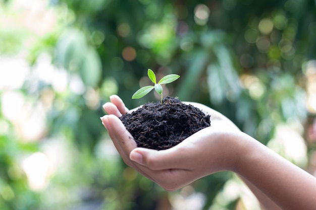 地面に植物を準備するための若い木を持っている女の子の手