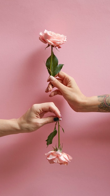 A girl hand with a tattoo holds a flower up a woman hand holds a rose down around a pink background