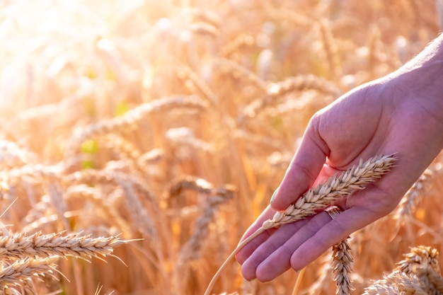 Girl in hands holds ears of wheat among wheat field, hot summer day