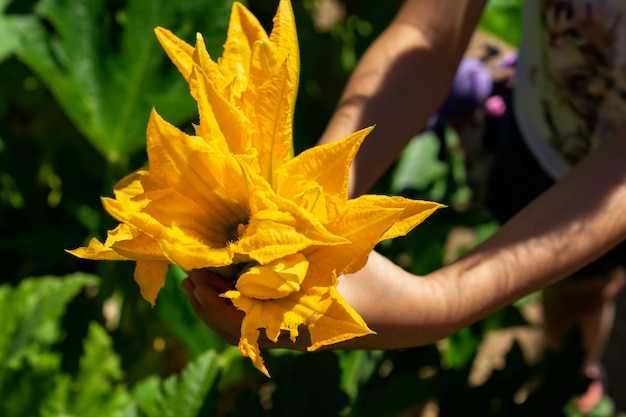 ズッキーニの花を示す少女の手。