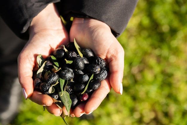 girl hands with olives, picking from plants during harvesting, Hands Holding Olives , Handful of oli