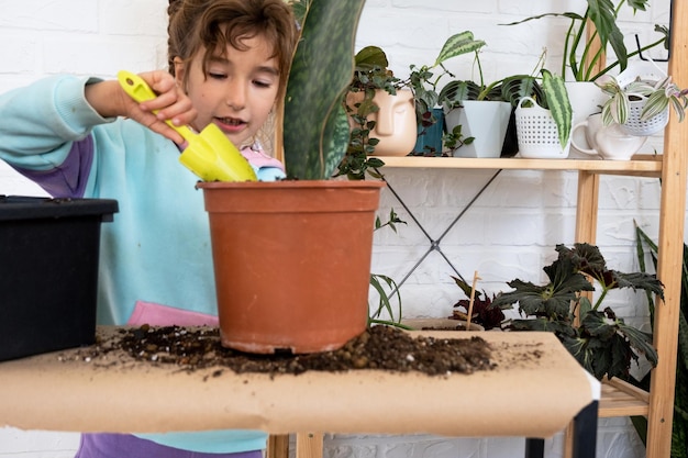 女の子は喜んで家の植物の世話をします 新しい土にそれらを移植し、ポットは多肉植物のサンシビエリアエピフィラムを抱きしめます 家で大人を助ける子供の趣味 環境