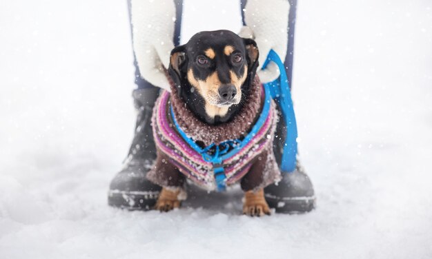 A girl and her sister are walking in a winter park with a dog