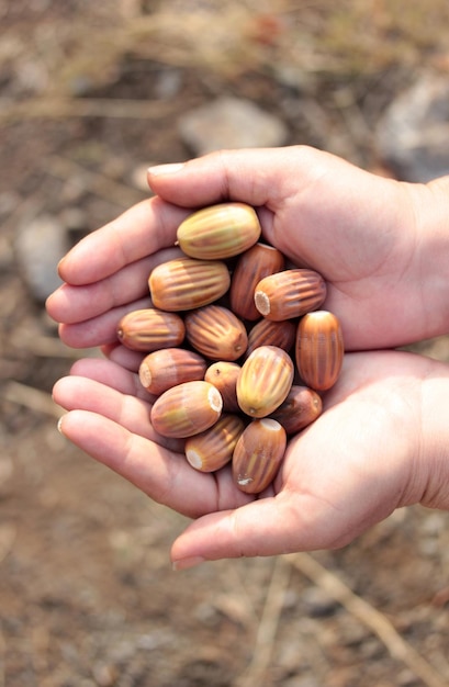 Photo girl holding acorns in hands