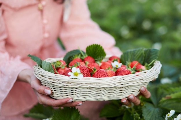 Photo girl holding basket full of strawberries in the greenhouse local business fresh summer food countryside enjoy the little things nature core lifestyle