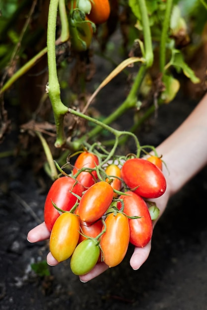 A girl holding a bunch of red tomatoes not plucked from a bush in her hands