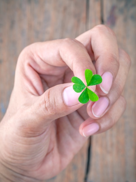 The girl holding  clover leaf on old wood.