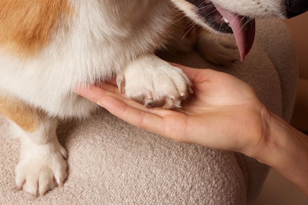 コルギ犬を抱いた女の子 犬が女の子に手を差し伸べる 動物への愛