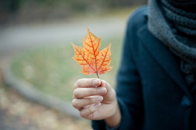 Girl holding a dried maple leaf in autumn