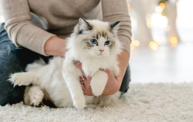 Girl holding fluffy ragdoll cat in Christmas time at home with Xmas lights on background. Female person young woman with kitty pet sitting on floor in New Year decorated festive room