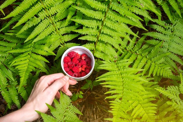 Girl holding fresh red raspberryxAFern growing in the forest Green leaves of plants Relaxing and travel wanderlust concept