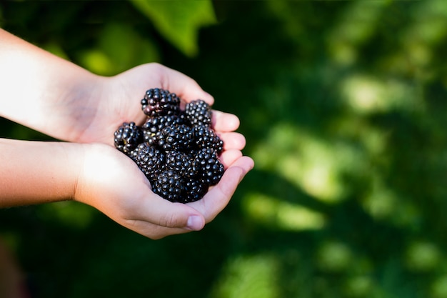 Girl Holding Freshly Picked Blackberries.